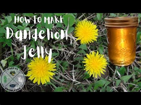 Dandelion Jelly  Useful Knowledge