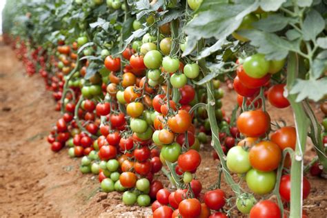 How to Grow Tomatoes follow-up to How to Plant Tomatoes  Useful Knowledge