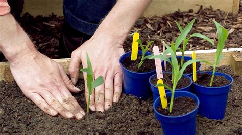 Garden Planters and How to Plant Sweet Corn  Useful Knowledge